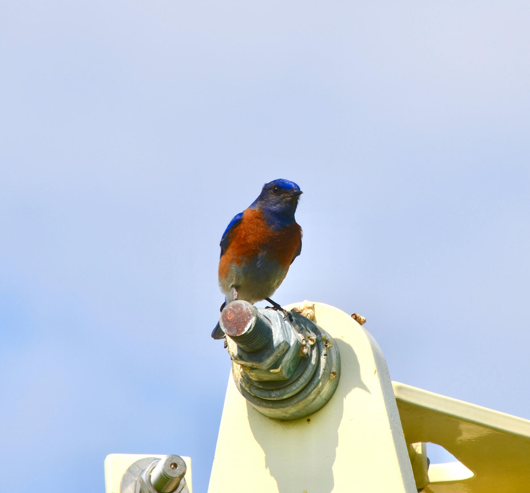 Western Bluebird